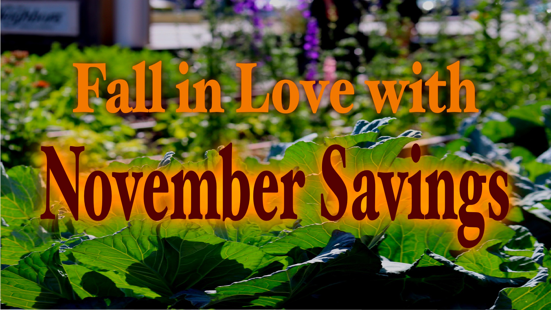 Fall in Love with November Savings